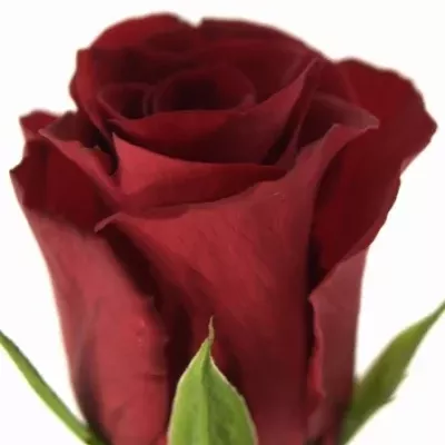 Červená růže RED ONE 50cm