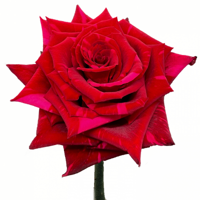 Červená růže RED PANTHER 60 cm (XXL) EQ