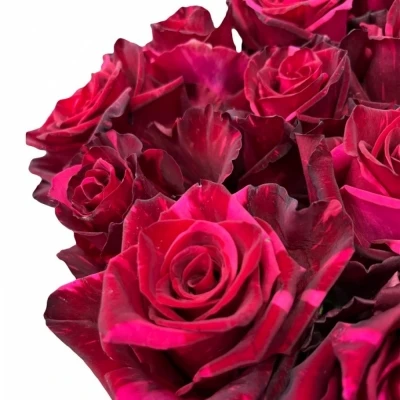 Červená růže RED PANTHER