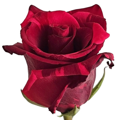 Červená růže RED PANTHER 90cm (XXL) EQ SUPER