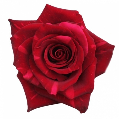 Červená růže RED PANTHER