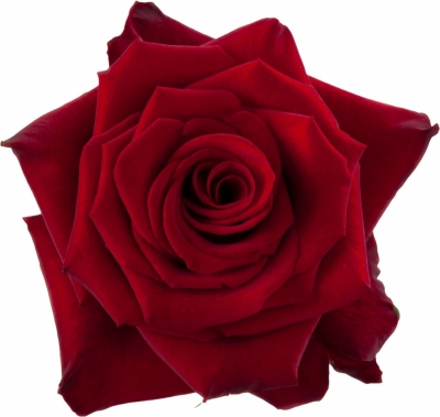 Červená růže RED PARIS