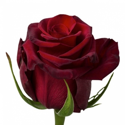 Červená růže RED PARIS 60cm (XL) EQ