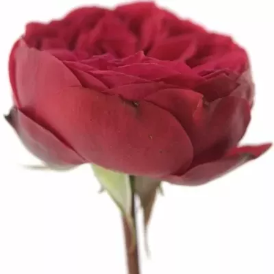 Červená růže RED PIANO FREILAND 30cm/1+