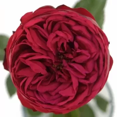 Červená růže RED PIANO FREILAND 30cm/1+