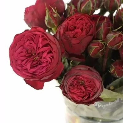Červená růže trsová RED PIANO FREILAND 50cm/3+