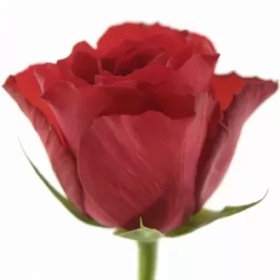 Červená růže RED SKY 50cm
