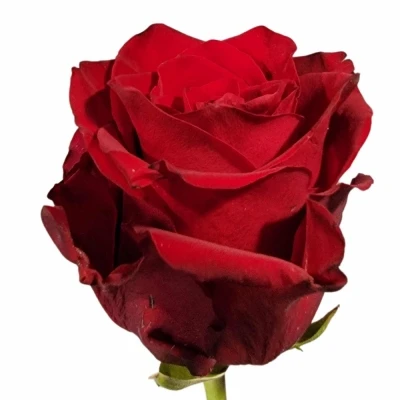 Červená růže RED TACAZZI