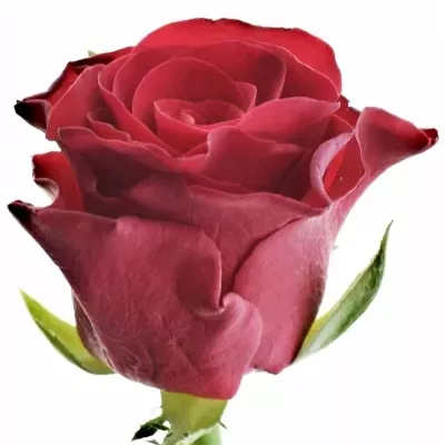 Červená růže RED TACAZZI+ 60cm (L)