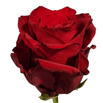 Červená růže RED TACAZZI+ 50cm (M)