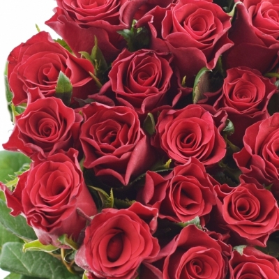 Červená růže RED TACAZZI