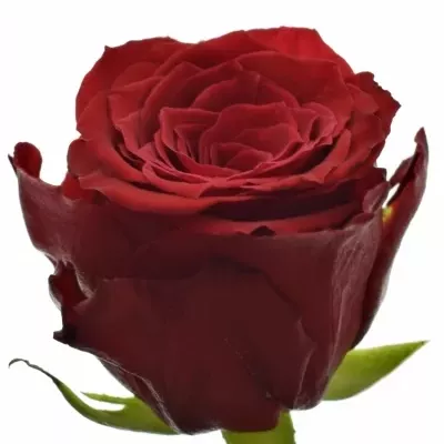 Červená růže RED TORCH 40cm (M)