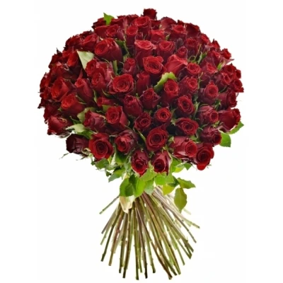 Červená růže RED TORCH