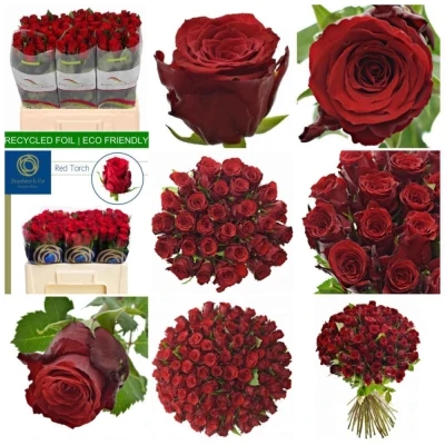 Červená růže RED TORCH