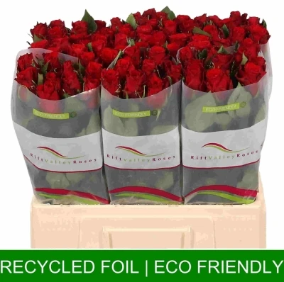 Červená růže RED TORCH