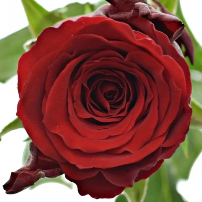 Červená růže RED TORCH