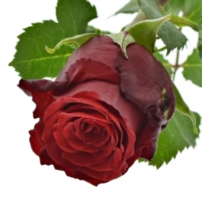 Červená růže RED TORCH