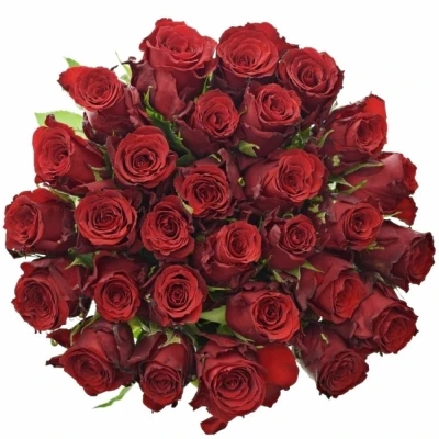 Červená růže RED TORCH