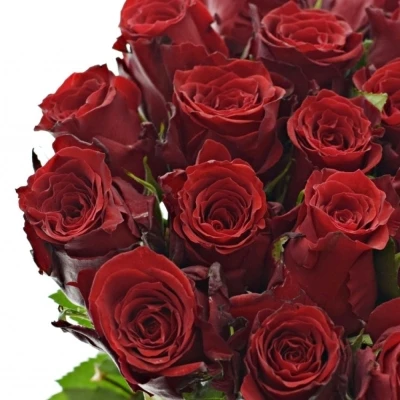 Červená růže RED TORCH