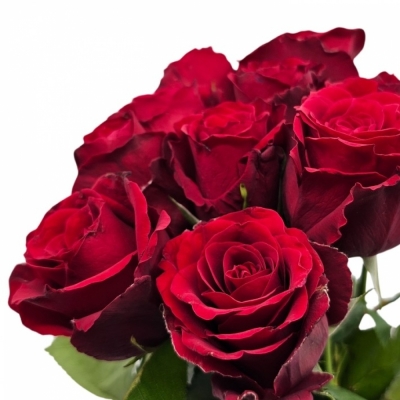 Červená růže RED VALENTINE