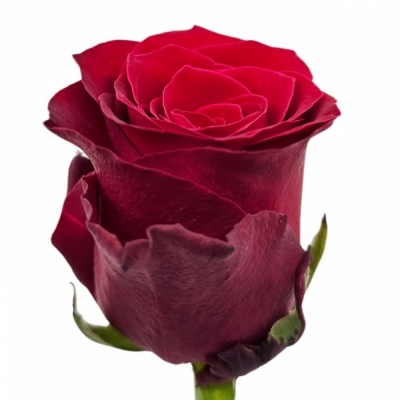 Červená růže RED VALENTINE