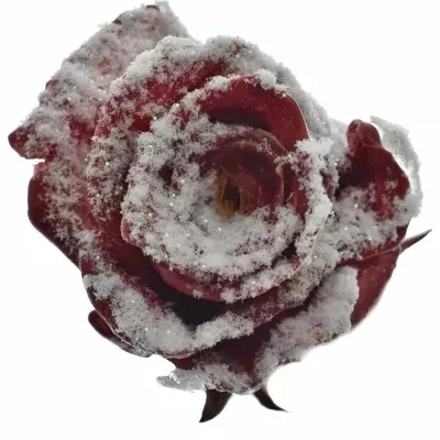 Červená růže RED WAX FROST 50cm (L)