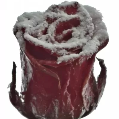 Červená růže RED WAX FROST 60cm (L)