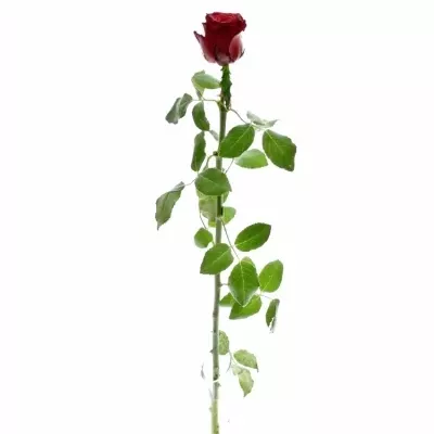 Červená růže RHODOS 
