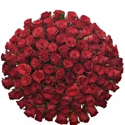 Sto červených ruží RHODOS