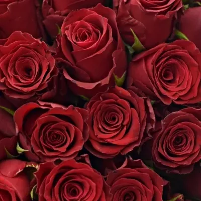 Červená růže RHODOS 