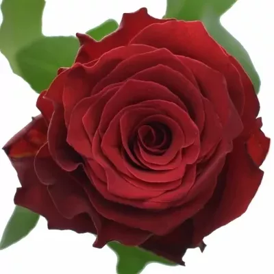 Červená ruža RHODOS