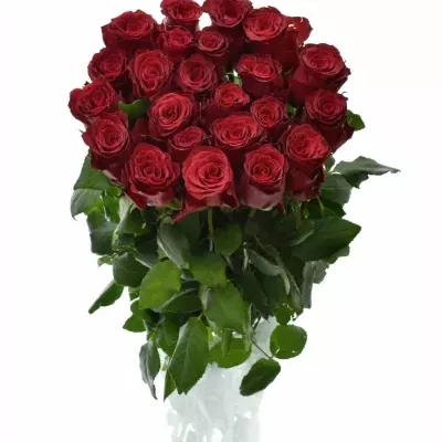 Červená ruža RHODOS