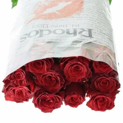 Červená růže RHODOS