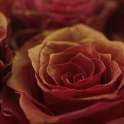 Červená růŽe RHODOS ANTIQUE