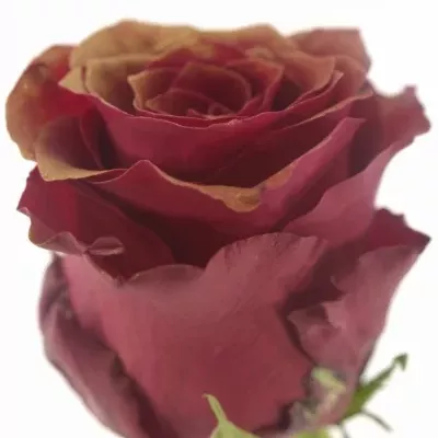 Červená růŽe RHODOS ANTIQUE 70cm (L)