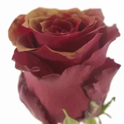 Červená růže RHODOS ANTIQUE 70cm (L)