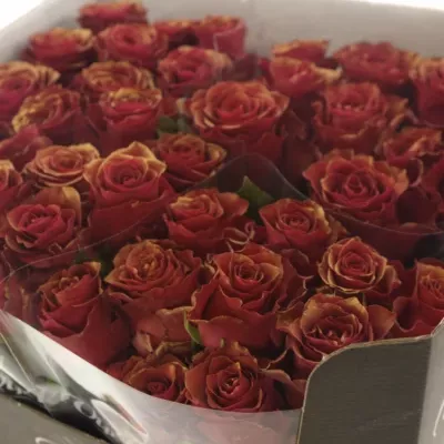 Červená růŽe RHODOS ANTIQUE