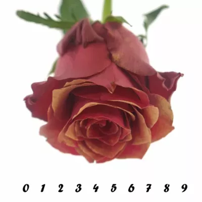 Červená růŽe RHODOS ANTIQUE