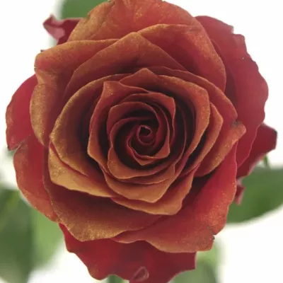 Červená růŽe RHODOS ANTIQUE