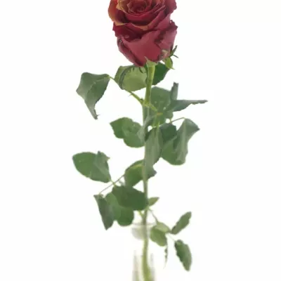 Červená růŽe RHODOS ANTIQUE