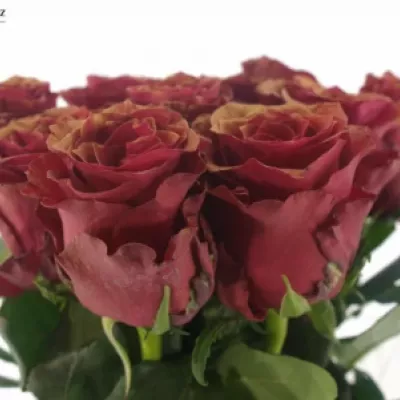 Červená růŽe RHODOS ANTIQUE