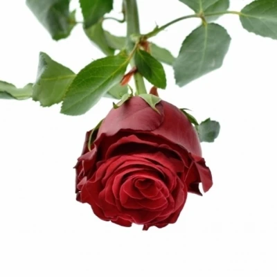 Červená růže RHODOS