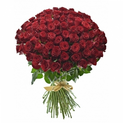Červená růže RHODOS