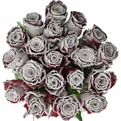 Červená růže RHODOS FROST 50cm (L)