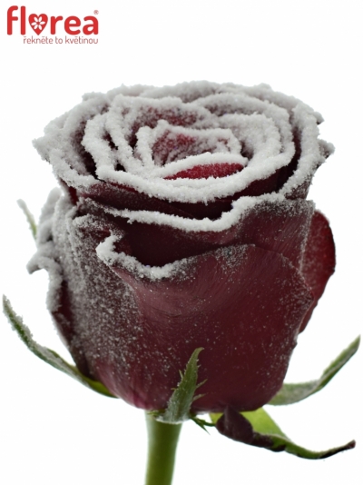 Červená růže RHODOS FROST 50cm (L)