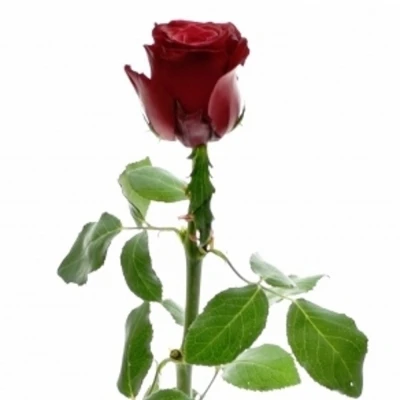 Červená růže RHODOS