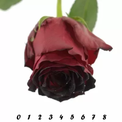 Červená růže RHODOS NOIR 70cm (L)