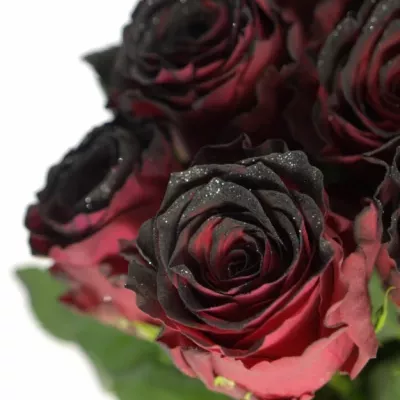 Červená růže RHODOS NOIR 70cm (L)