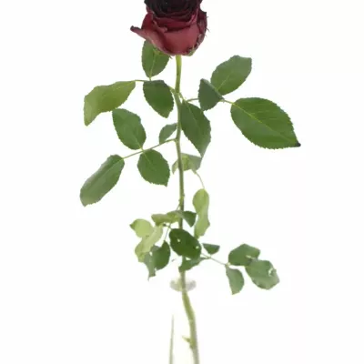 Červená růže RHODOS NOIR 70cm (L)