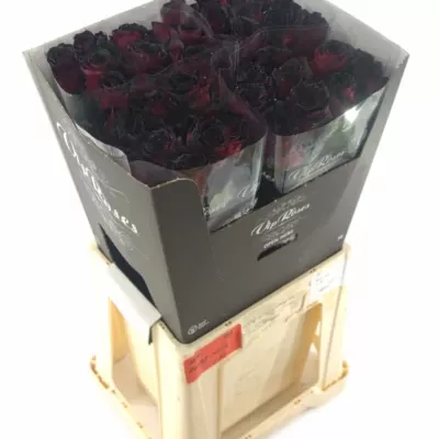 Červená růže RHODOS NOIR 70cm (L)